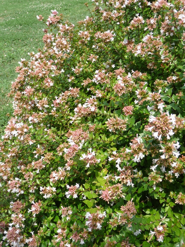 Rose Creek Glossy Abelia - Abelia x grandiflora 'Rose Creek'