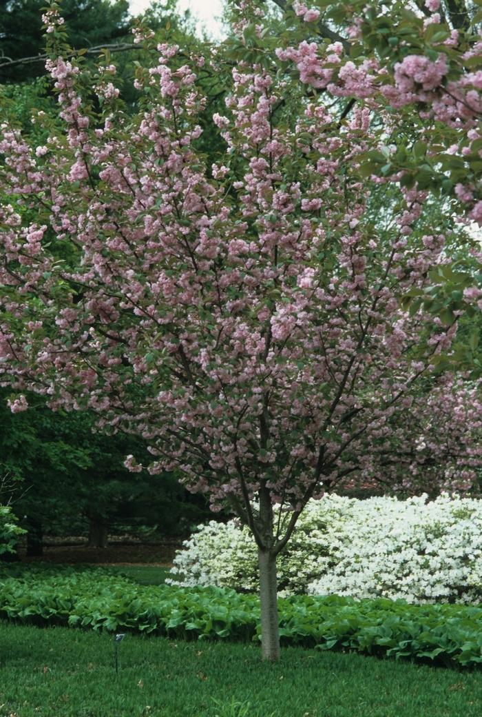 Flowering Cherry 'kwanzan' - Prunus serrulata 'Kwanzan'