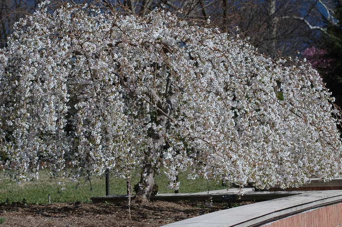 Snow Fountain Weeping Cherry - Prunus x 'Snofozam'