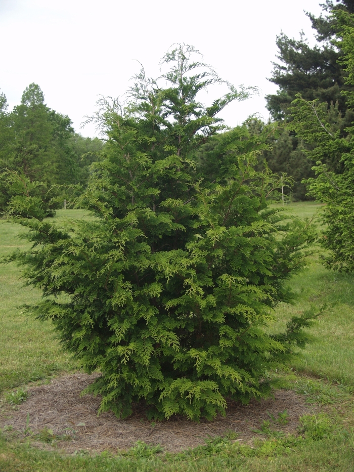 Cypress 'Filicoides' - Chamaecyparis obtusa