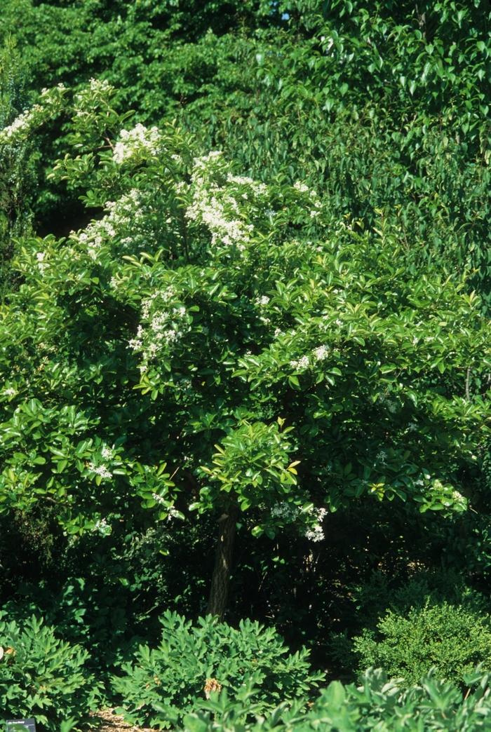 Chinese Fringetree - Chionanthus retusus 