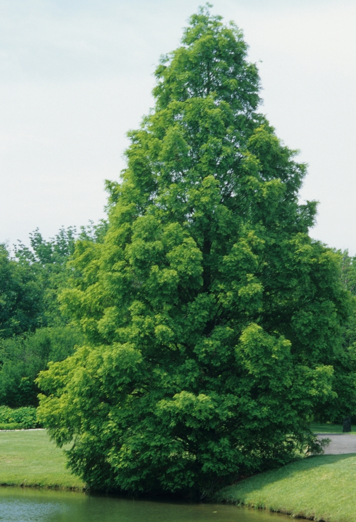 Dawn Redwood - Metasequoia glyptostroboides