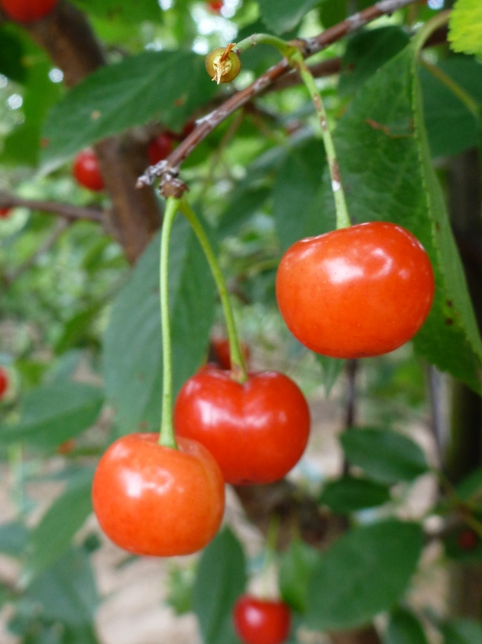 Montmorency Cherry - Prunus 'Montmorency'