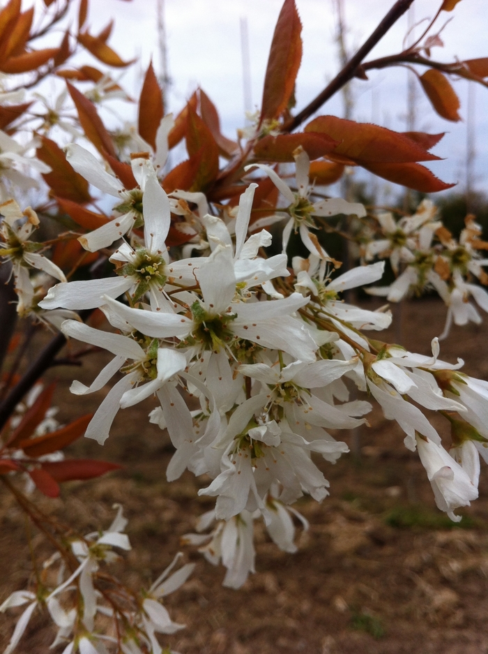 Spring Flurry® Serviceberry - Amelanchier laevis 'JFS-ARB'