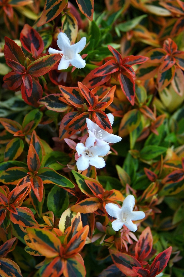 Glossy Abelia - Abelia x grandiflora 'Kaleidoscope'