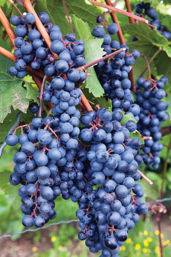 Concord Grape - Vitis labrusca 'Concord'