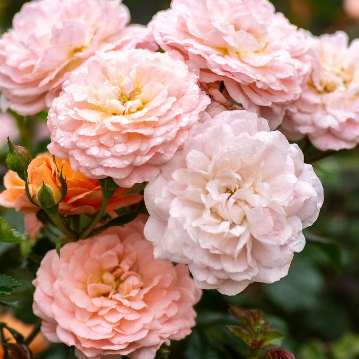 Apricot Drift® Rose - Rosa 'Meimirrote' PP23354 (Rose)
