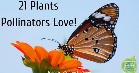 21 Plants Pollinators Love!